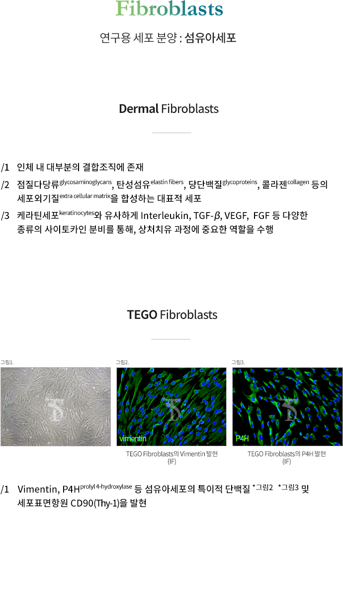 Fibroblasts